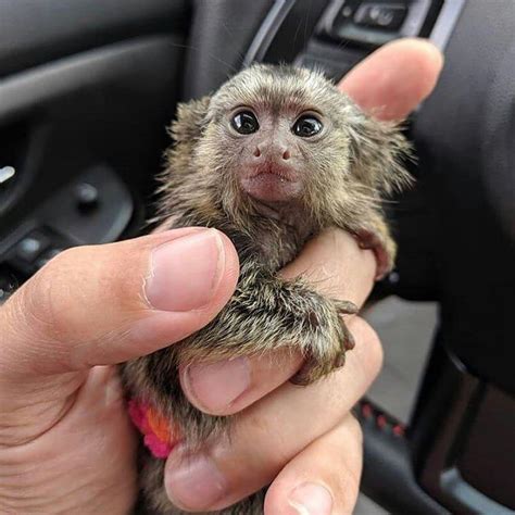 cute marmoset monkeys for sale, Exotic animals, for Sale ...