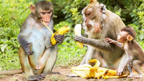 Cute Monkey eating Banana   Funny animals and Pets ...