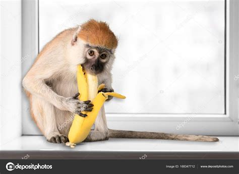 Cute Monkey eating banana — Stock Photo  billiondigital ...