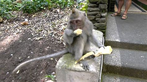 Cute Monkey Peeling and Eating a Banana   YouTube