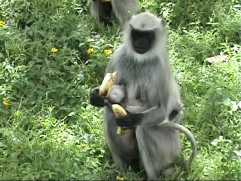 Cute monkeys begging for bananas. India.   YouTube
