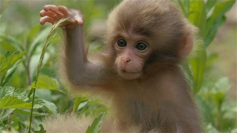 Cute Monkeys Part #2   Funny Baby Monkeys Will Make You ...