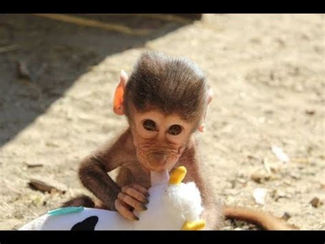 Cute Monkeys Part #52   Baby Baboon Monkey Eating Banana ...