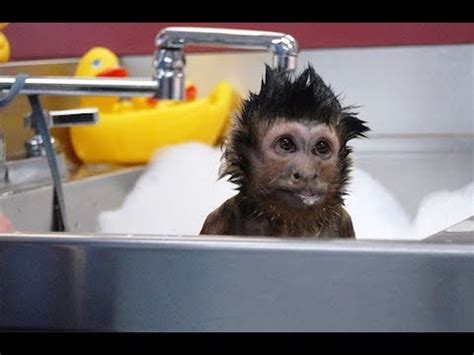 Cute Monkeys Part #76   Free and Happy time with Funny Monkey Relaxing ...