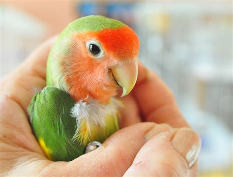 Cute Overload #5: This lovebird just wants to be fabulous ...