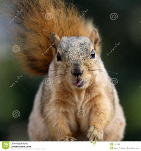 Cute squirrel stock image. Image of squirrel, messy, tail ...