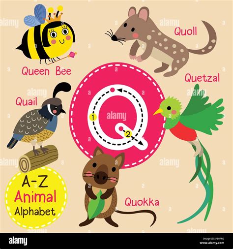 Cute zoo para niños alfabeto letra q el rastreo de animales divertidos ...
