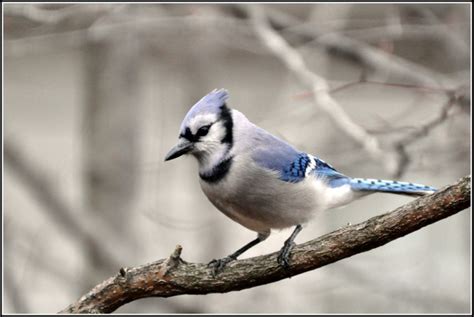 Cyanocitta cristata   Galeria   Swiatobrazu.pl