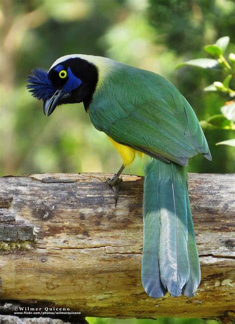 Cyanocorax yncas | Beautiful birds, Pet birds, Nature birds