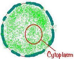 Cytoplasm Animal Cell a region of the cell within the ...