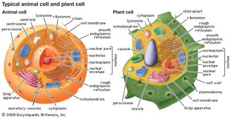 Cytoplasm | cytology | Britannica.com
