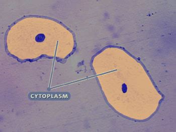 Cytoplasm, Cytoskeleton Organelles