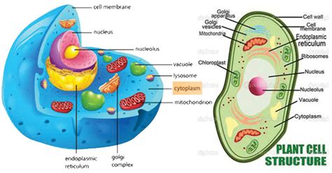 Cytoplasm  Definition, Structure, Functions and Diagram