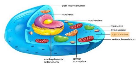 Cytoplasm: Definition with Functions   QS Study