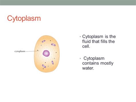 cytoplasm | expertbeautyspa