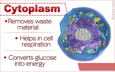 Cytoplasm: Exploring the Functions of the Building Blocks ...
