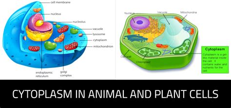 Cytoplasm Facts: 20 Facts You Will Need For Your Homework