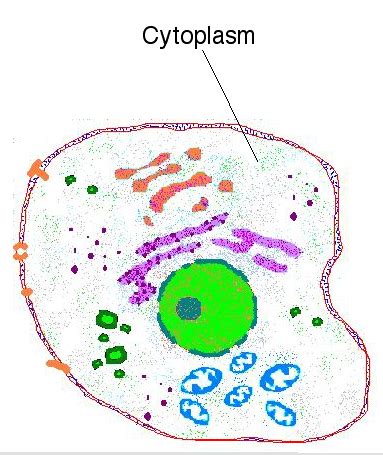 Cytoplasm   Laredo Cell Project