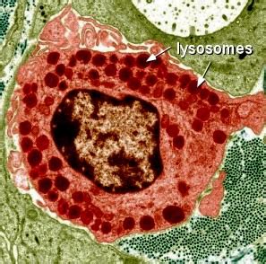 Cytoplasm, organelles golgi lysosomes   by Moose and Doc