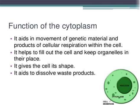 Cytoplasm ppt  introduction structure & function