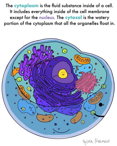 Cytoplasm — Structure & Function   Expii