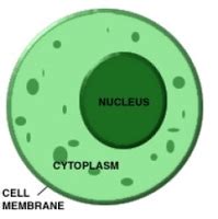 Cytoplasm   The Almighty Cell