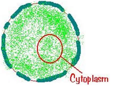 cytoplasm the region of the cell within the membrane that ...