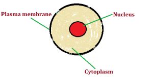 Cytoplasm   The Structure and Function of Cell s Cytoplasm
