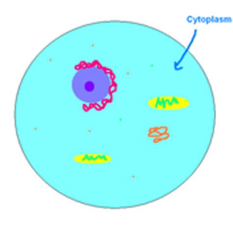 Cytoplasm Tutorials, Quizzes, and Help | Sophia Learning