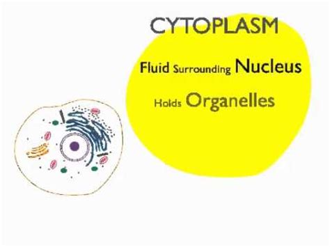 Cytoplasm   YouTube