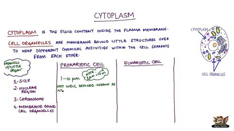 Cytoplasm   YouTube