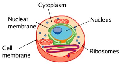 Cytoplasmic Structures