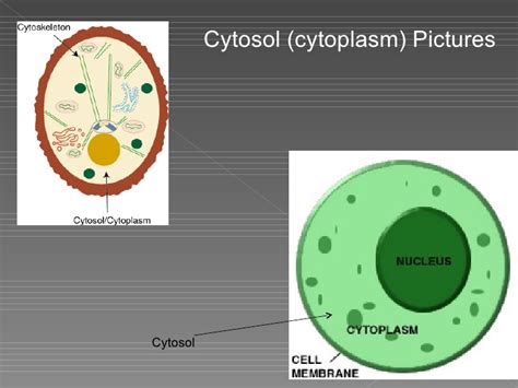 Cytosol  cytoplasm