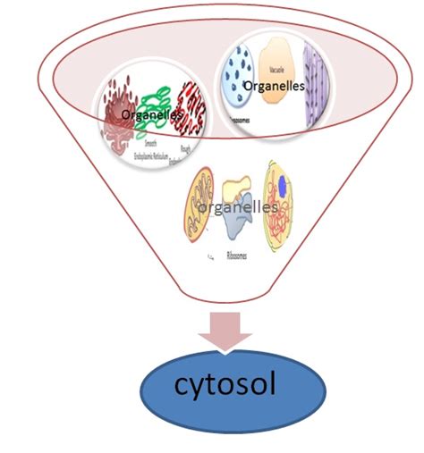 cytosol? cytosplasm? | illuminolist