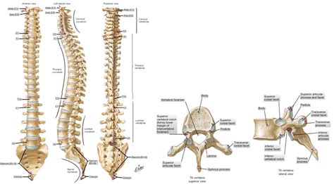 D T | Radiografía de columna vertebral