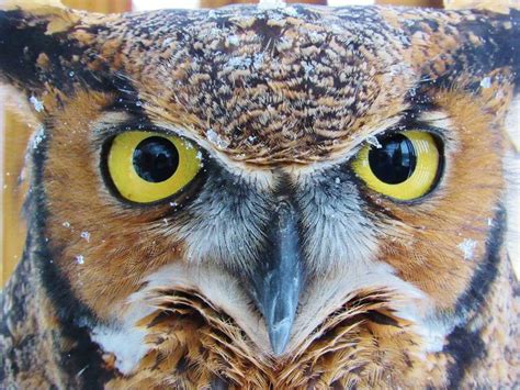 Dakota: The Great Horned Owl : pics