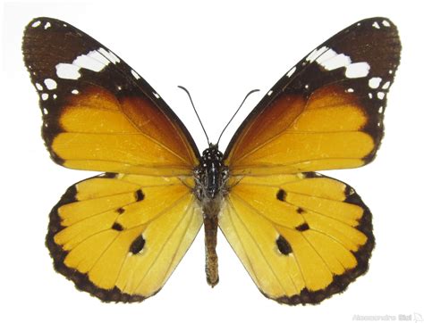 Danaus chrysippus – Papilionea