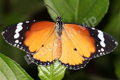 Danaus chrysippus | Если покупать живых бабочек, то на ...