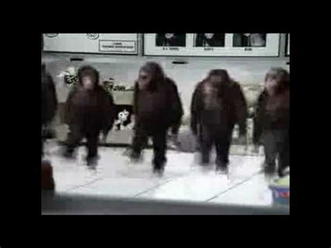 Dancing Monkey Gorilla Irish Dance Remix   YouTube