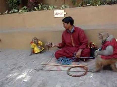 Dancing Monkey In India   YouTube