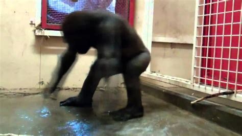 Dancing Monkey like you have never seen, plus great music ...