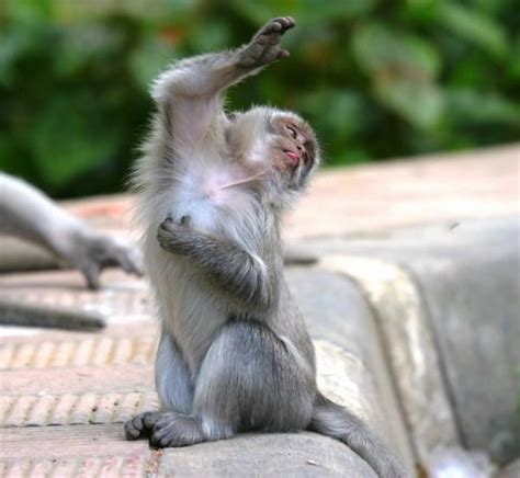 Dancing Monkey | Photo