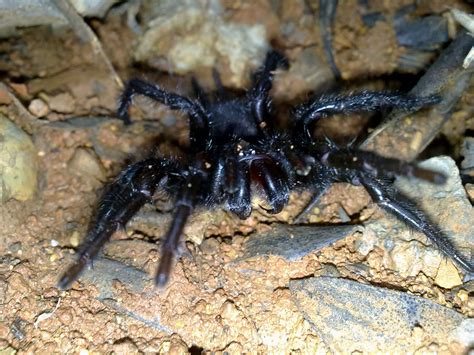 Dangerous Spiders in Spain   How to Traveller