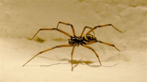 Dangerous Spiders in Spain | How to Traveller