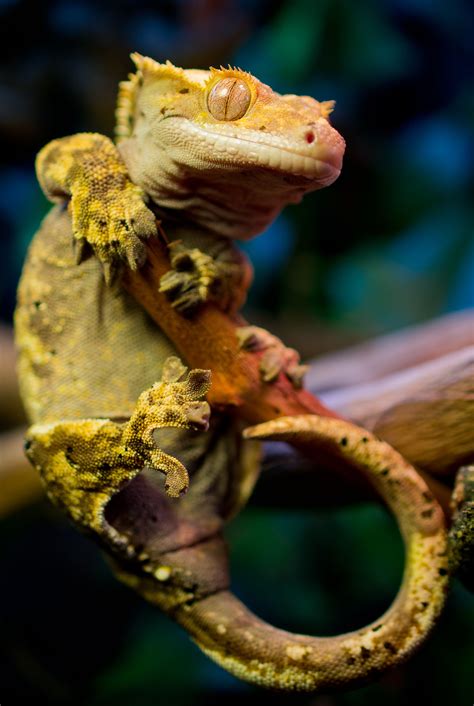 Dangling by nakkimo on deviantART | Crested gecko, Cute reptiles, Reptiles