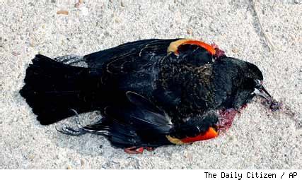 Daniel orbis: Más pájaros muertos, esta vez en Louisiana