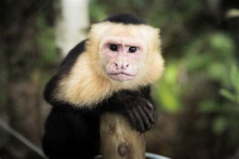 Datos Curiosos Del Mono Capuchino 】 | Solo Bichos