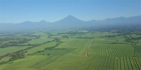 Datos curiosos sobre la agroindustria azucarera en Guatemala | Aprende ...