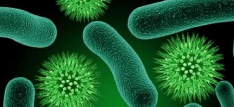 Datos curiosos sobre las bacterias   Información sobre bacterias