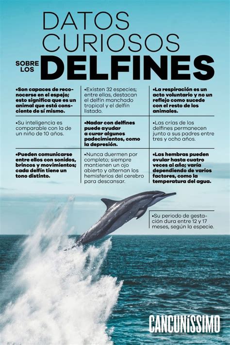 Datos curiosos sobre los Delfines | Whale, Animals